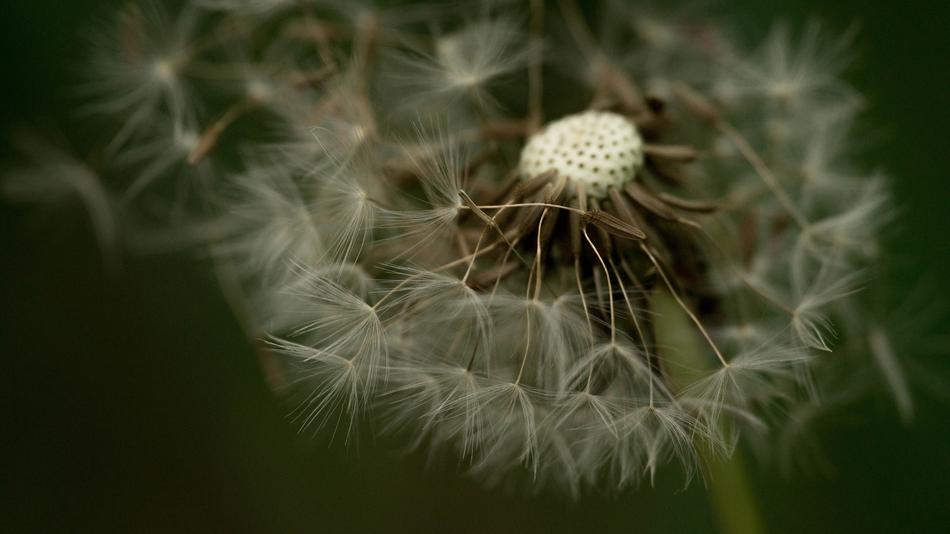 Nature Plant Growth