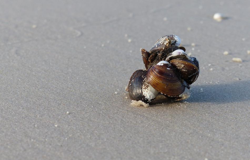 sand seashells sea landscape