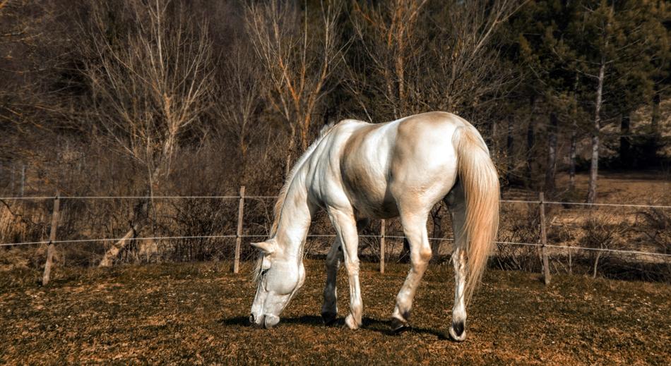 Horse Tree Field
