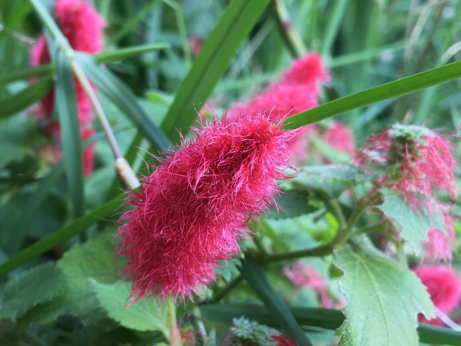 Red Flower Hairy Plants