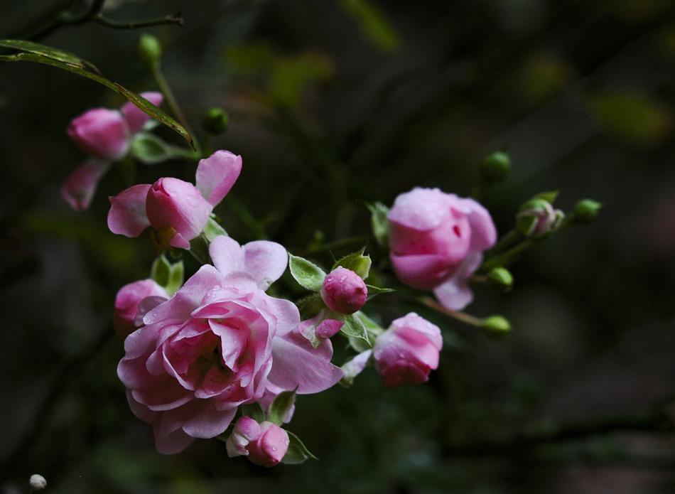 Flower Nature Flora