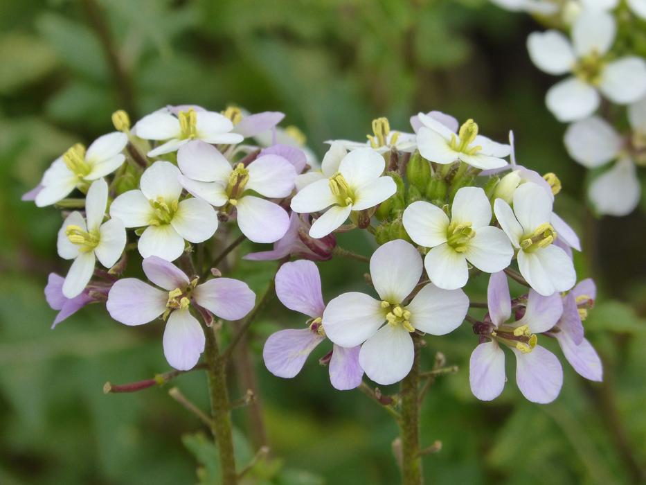 flowers in the garden in plants