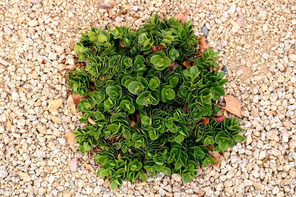 Flora Leaf Herb