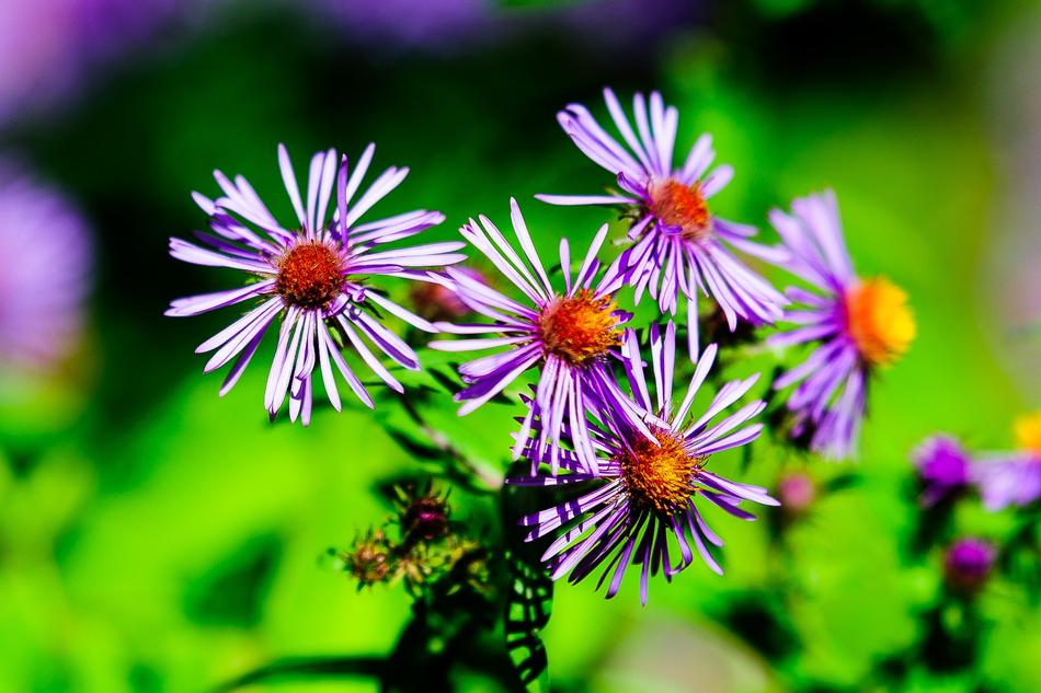 Nature Flora Garden