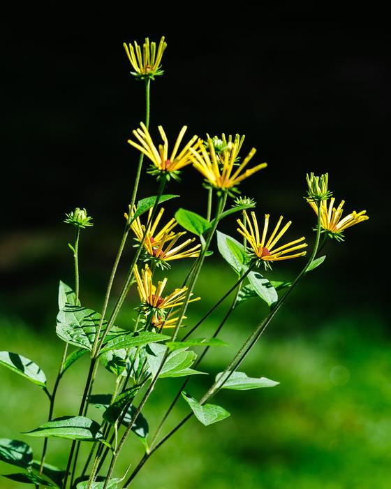 Flower Nature Flora