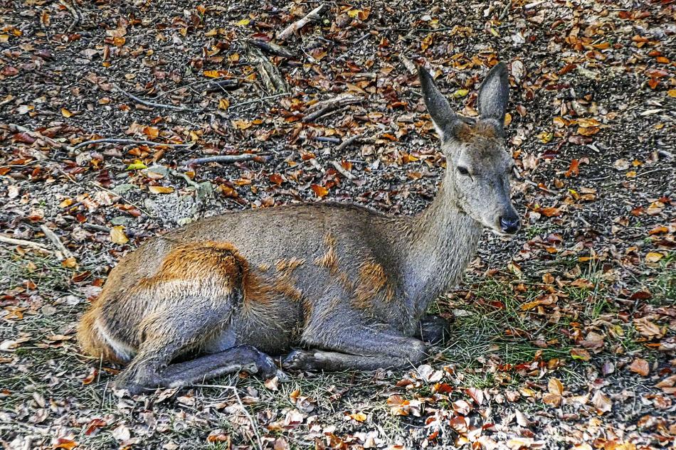 Red Deer Doe Bald Wild