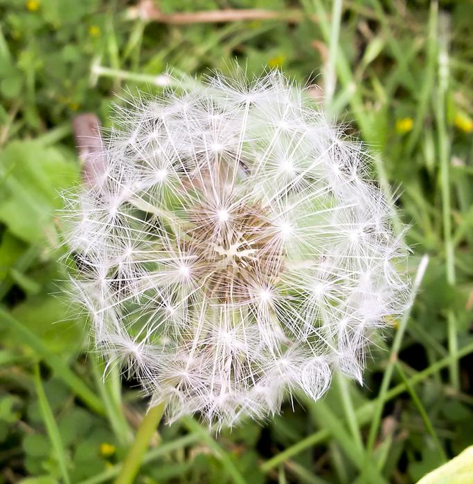 Dandelion Nature Summer