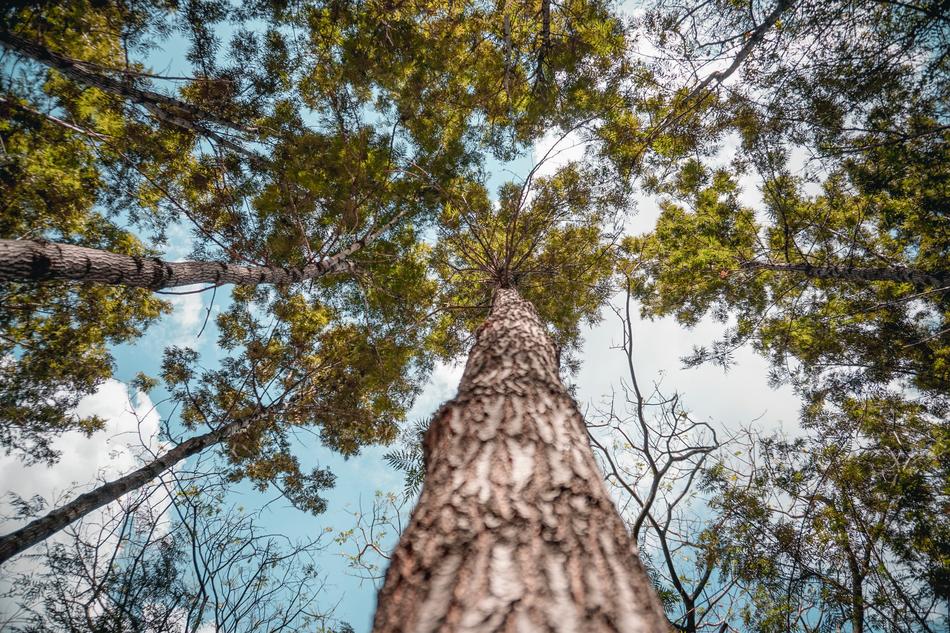 Tree Nature Wood