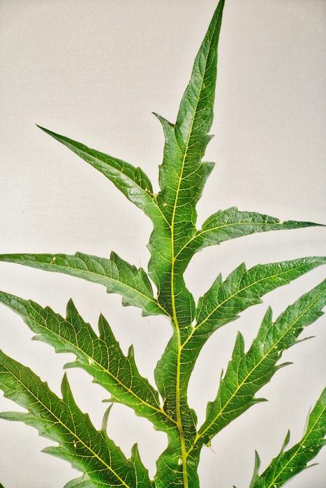 Leaf Flora Green