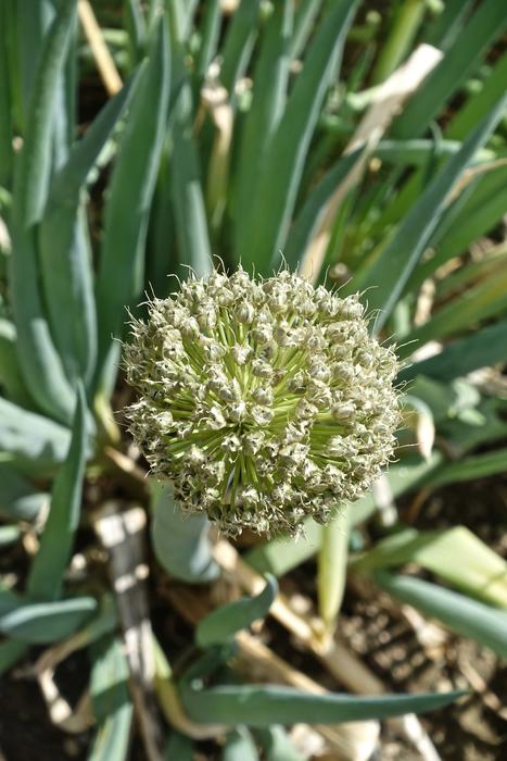 Seed Flora Nature