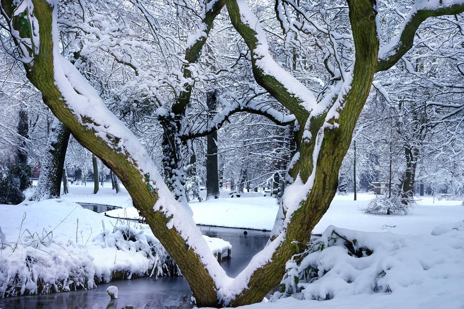 Snow Winter Cold