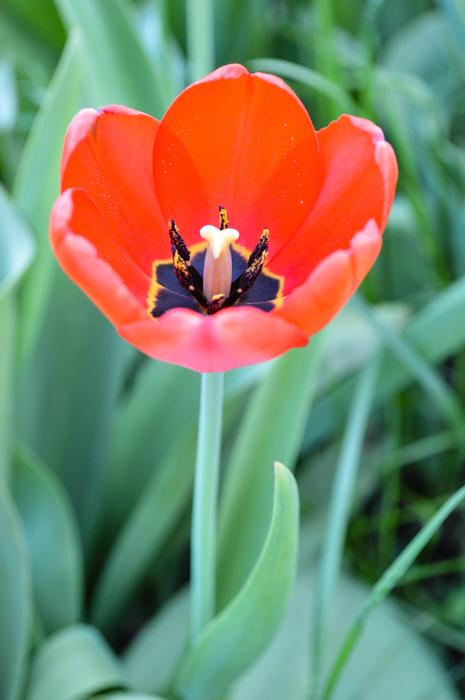 Tulip Tulips Mack