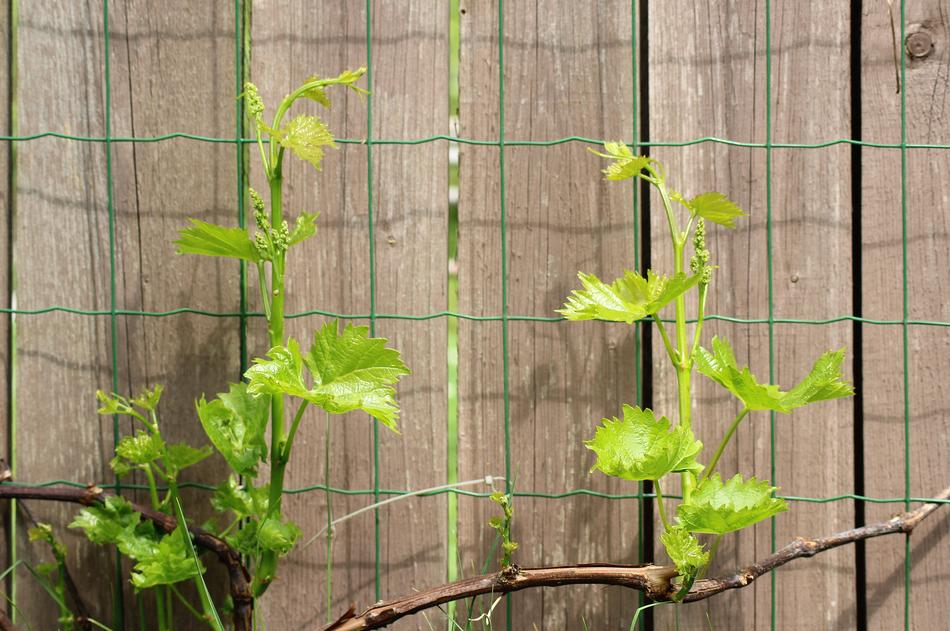 Grapes Young Shoots The Kernel