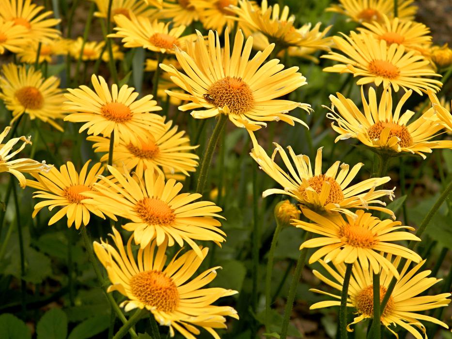 Flowers Garden