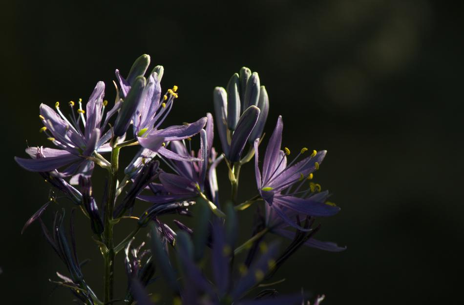 Nature Flower Plant
