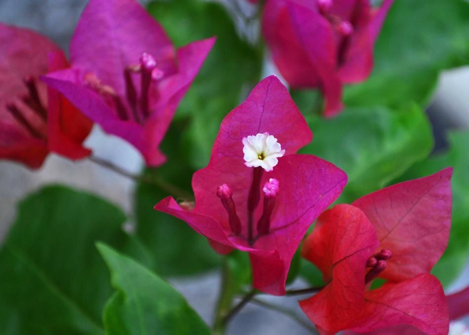 Flower Flora Nature