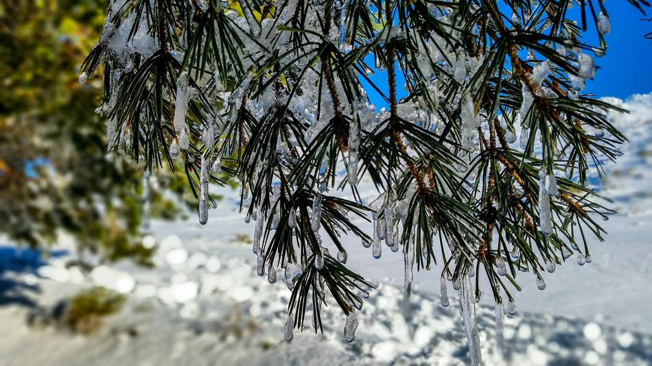 Tree Nature Outdoors