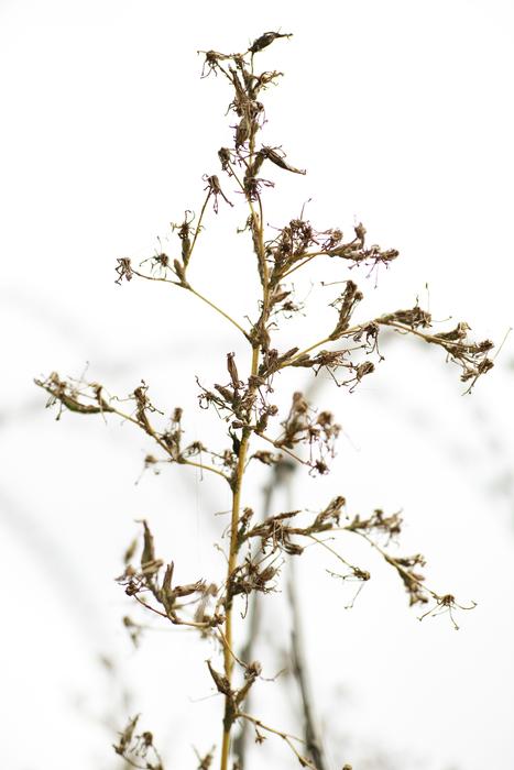 Flower Dried Up Branch