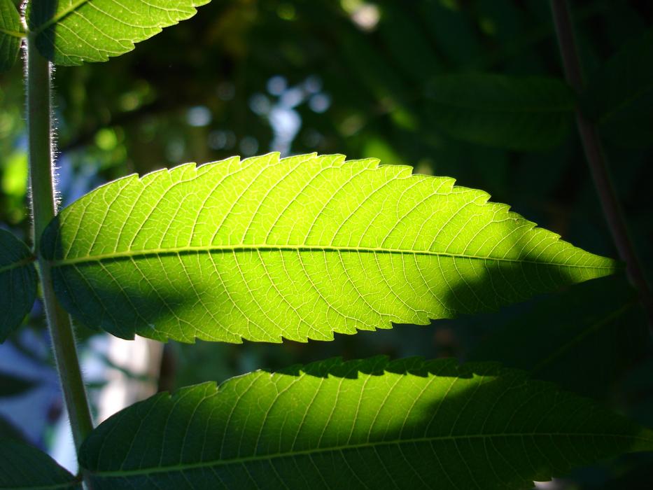 sunlight on a green leaf