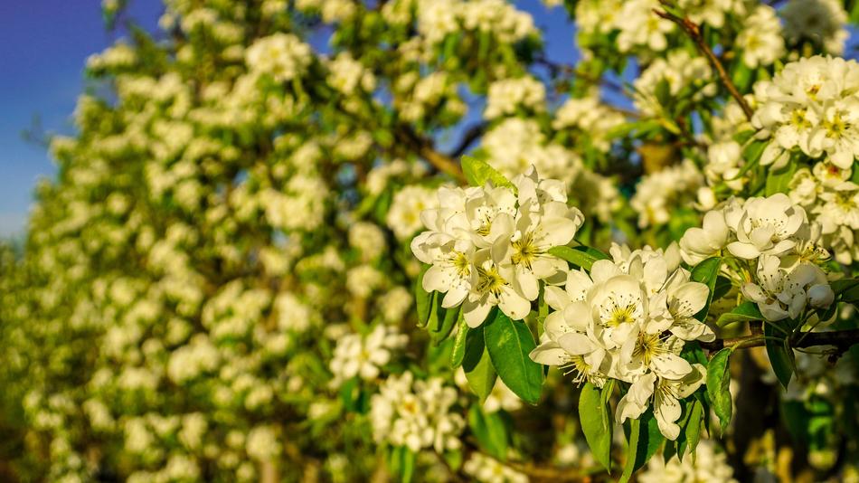 Flower Plant Nature