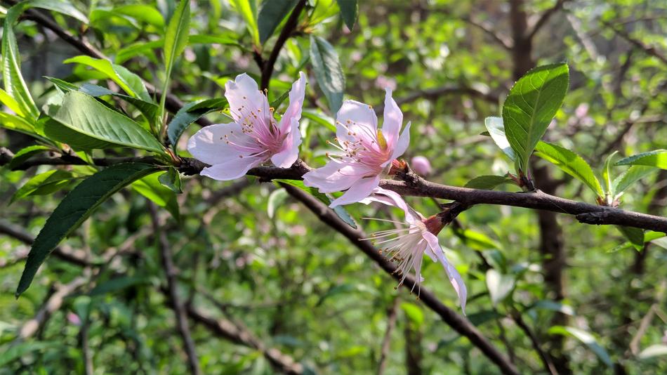 Nature Tree Flora