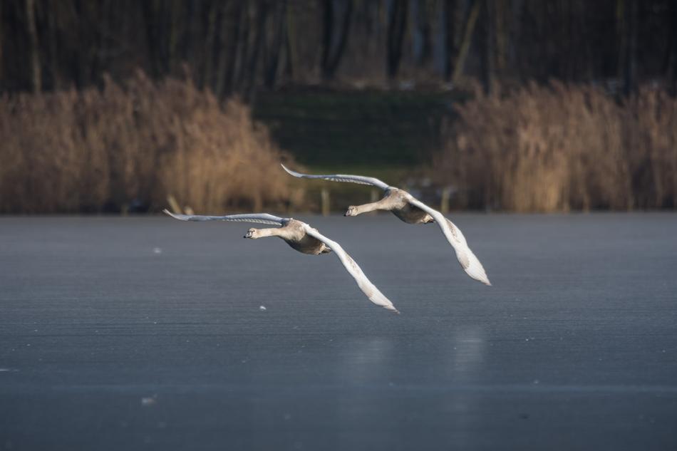 Swan Nature Bird