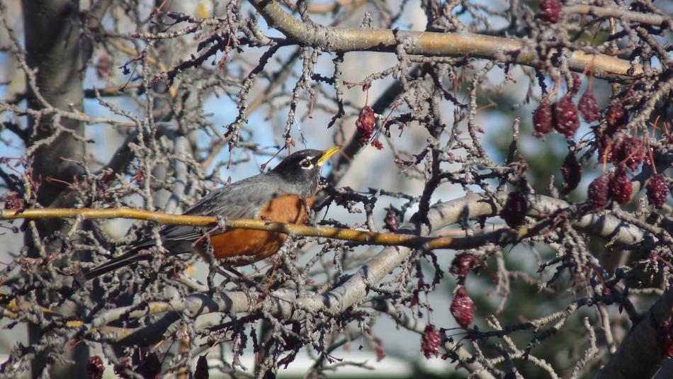 Robin Eating Berries Nature Tree