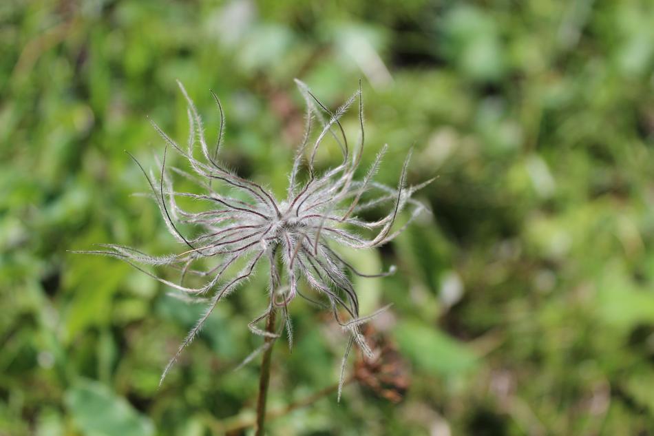 Nature Plant Summer