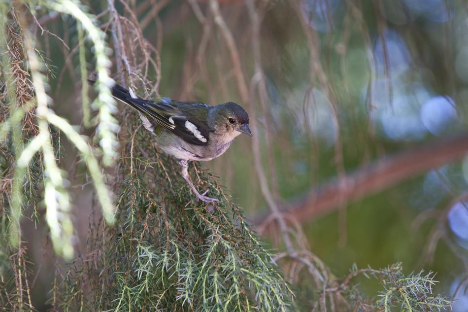 Nature Birds Outdoor