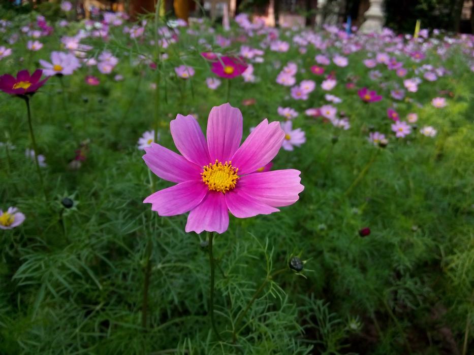 Flower Spicy Scenes