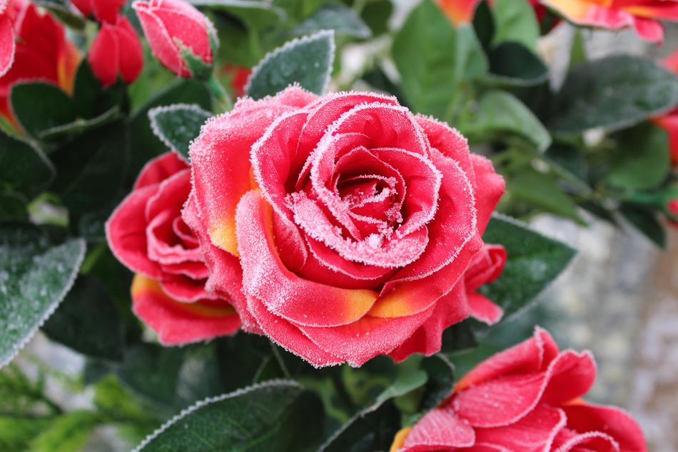 Rose Flower Red