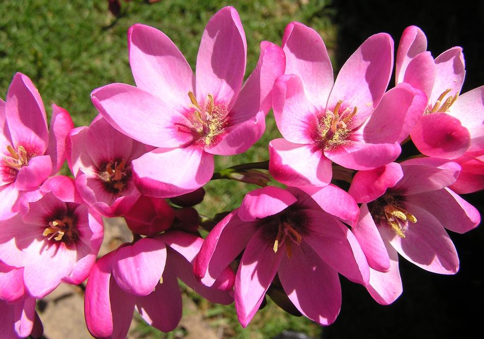 Flower Pink Pollen