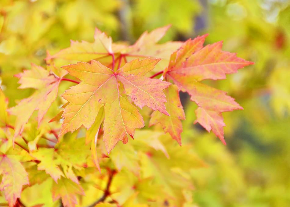 Fall Autumn Leaves