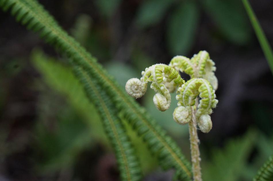 Green Sprout Plant