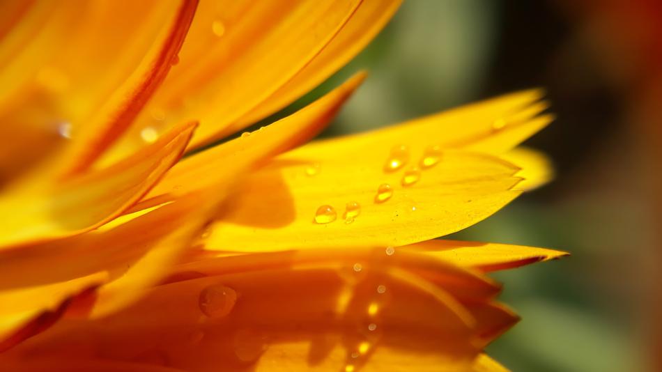 Nature Flower Flora