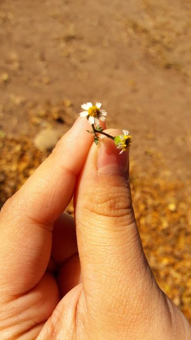 Flower Hand Nature