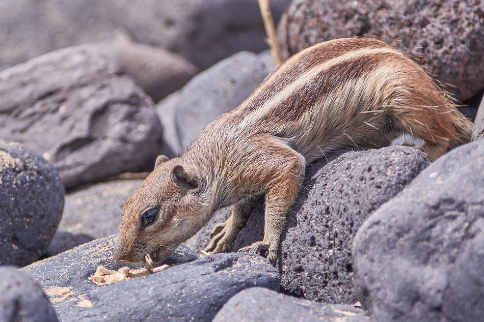 Gophers Nager Nature Animal