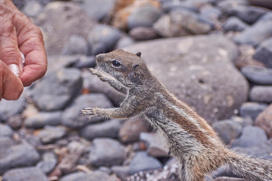 Gophers Feed Eat