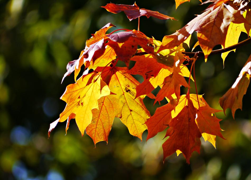 Autumn Lights Holidays