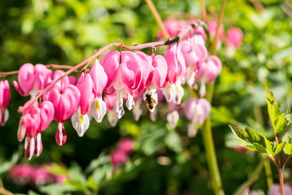 Nature Flower Garden