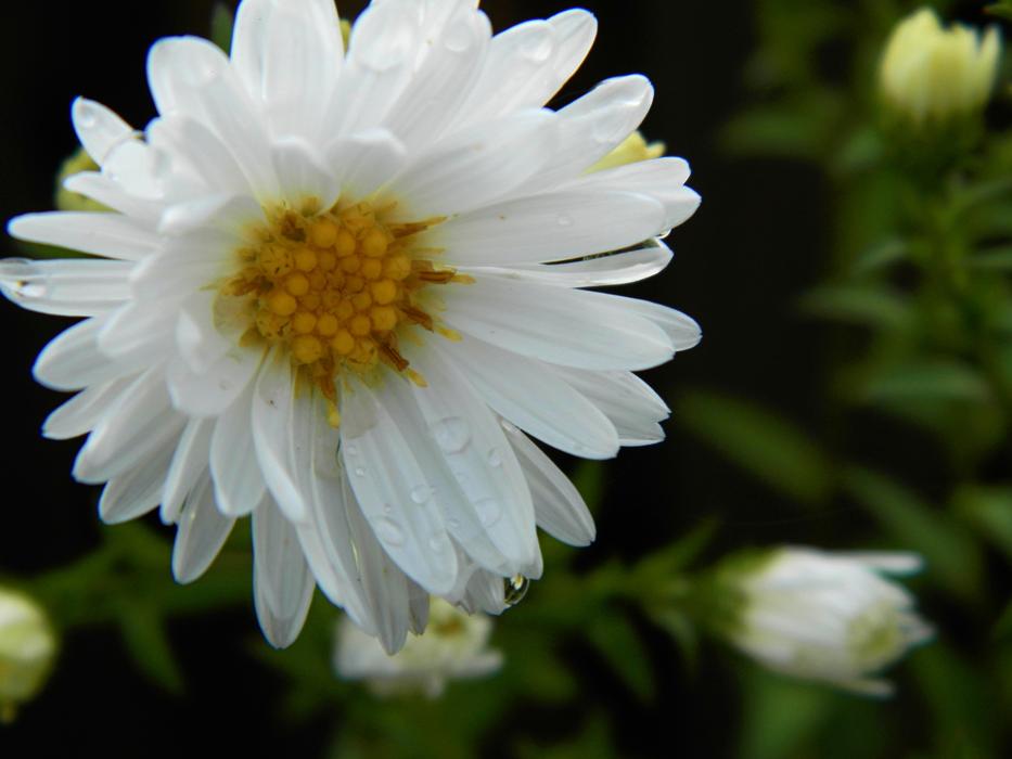 Flower Garden