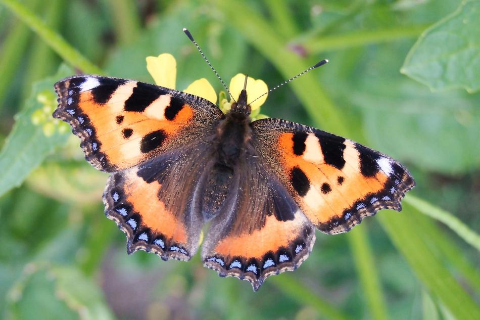 big butterfly on green grass