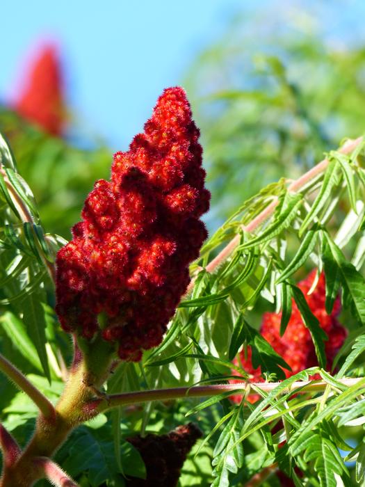 Tree Blossom Red