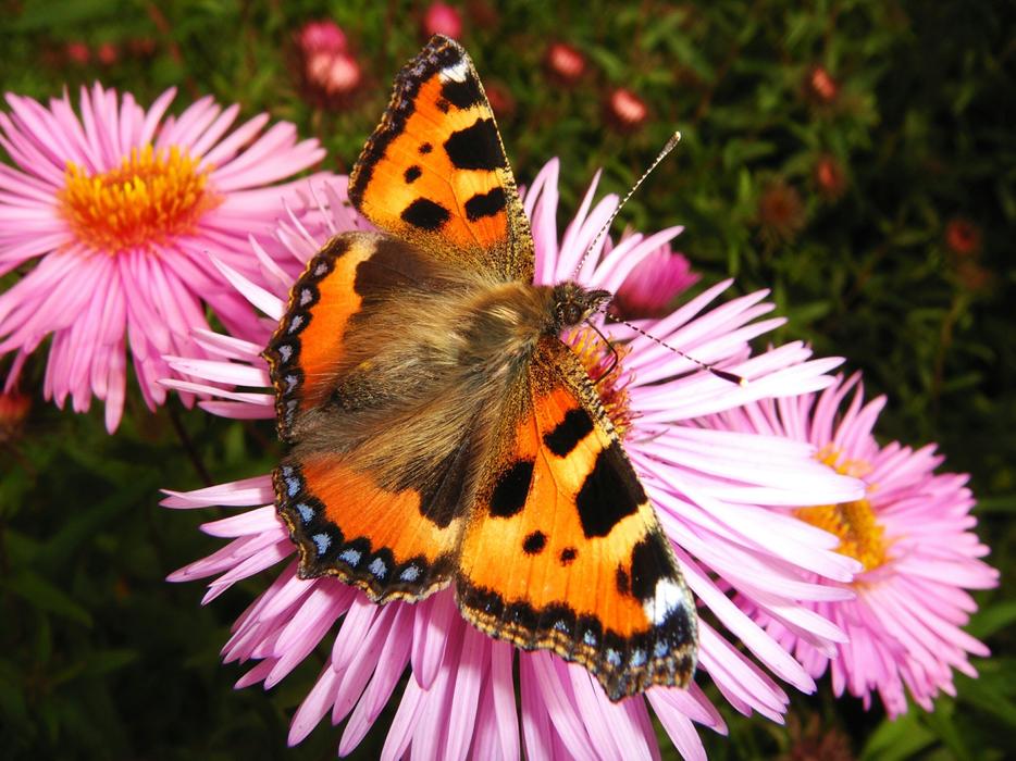 Nature Flower Summer