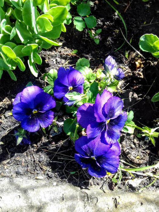 Flower Nature Plant