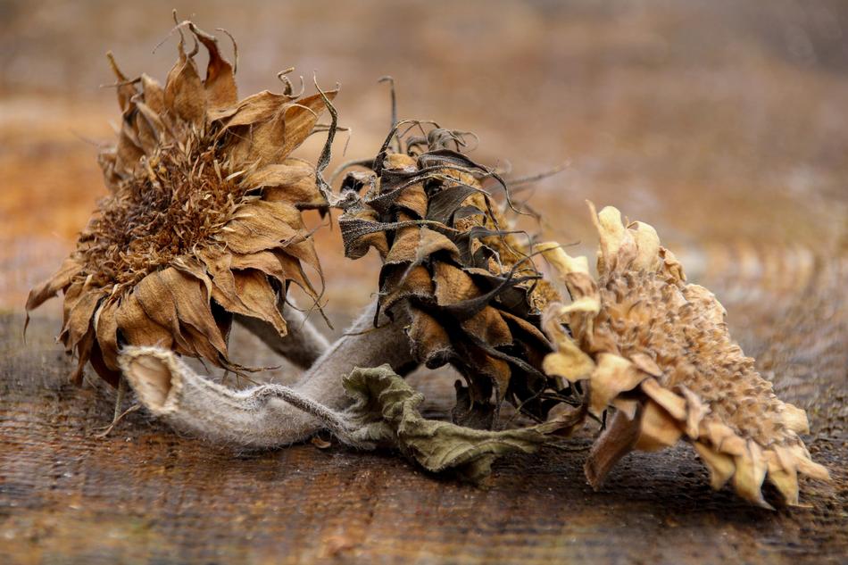 Still Life Late Summer Autumn