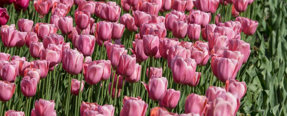 Tulip Field Nature