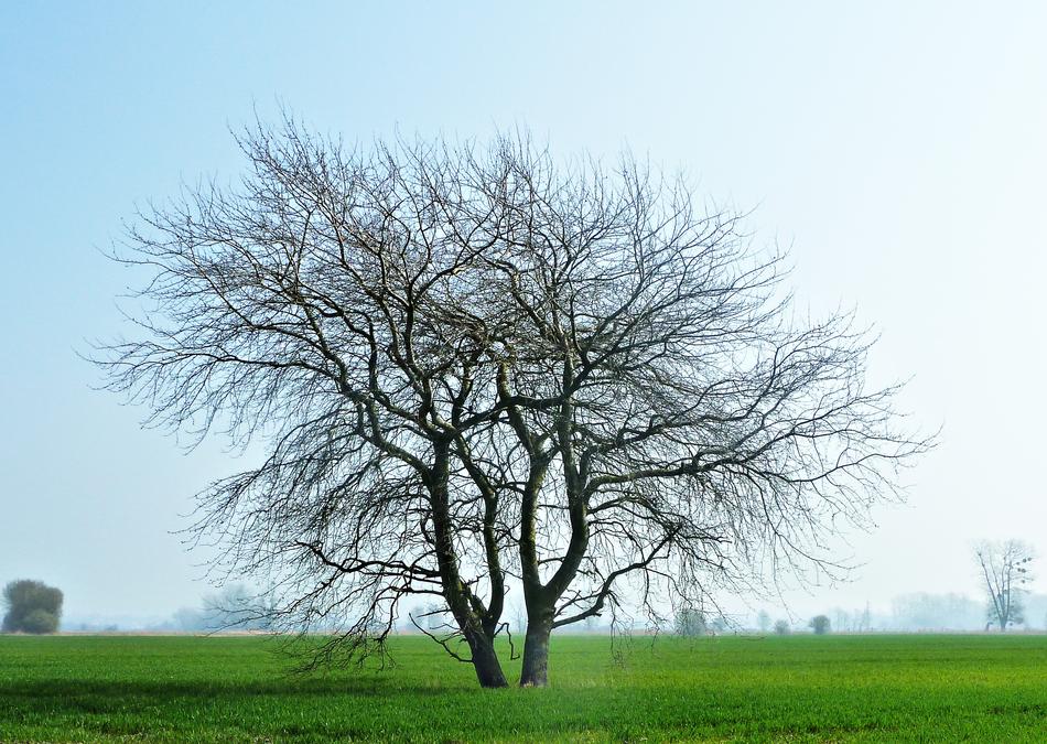 Landscape Tree Nature