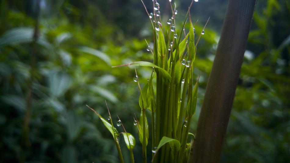 Leaf Plant Nature