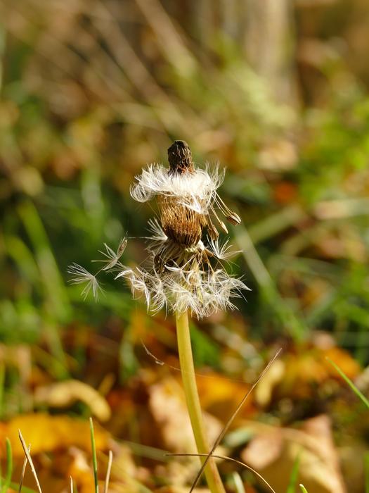 Autumn Nature Dandelion